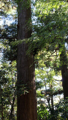 Trees in the forest. Natural forest background.