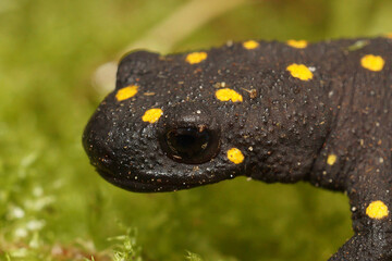 Closeup on the colorful endangered Anatolia newt or Strauch's spotted newt, Neurergus strauchii strauchii