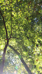 Beautiful green leaves of Acer Palmatum, Japanese Maple tree in autumn. Trees with bright foliage in fall bottom view. Natural forest in a sunny day background.