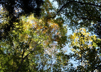 Trees in autumn. Mainly green, partially yellow and orange leaves in fall bottom view. Natural...