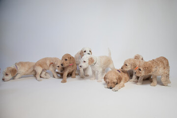 Studio shot of a Litter of eight goldendoodle puppies in a row