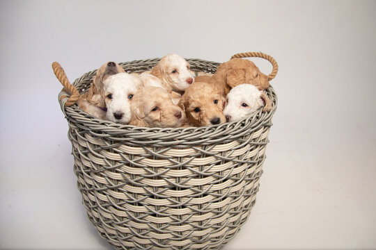 Studio shot of a Litter of eight goldendoodle puppies in a wicker basket