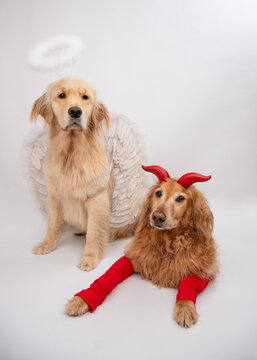 Golden retriever dressed as an angel with a red golden retriever dressed as the devil
