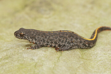Closeup on a juvenile Balkan or Buresch's crested newt, Triturus ivanbureschi