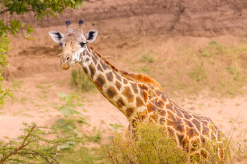 Portrait of a Giraffe in Masai Mara Nationalpark, Kenya