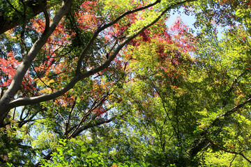 Beautiful leaves of Acer Palmatum, Japanese Maple tree in autumn. Trees with foliage, mainly green, partially red and orange in fall. Natural forest background.