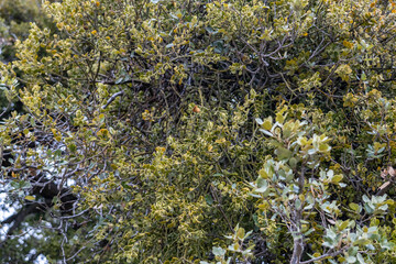 San Gabriel Mountains, Los Angeles County, California. Angeles National Forest / San Gabriel Mountains National Monument. Mount Wilson. Phoradendron villosum, Pacific mistletoe and oak mistletoe. 