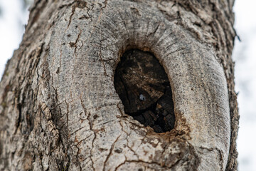 San Gabriel Mountains, Los Angeles County, California. Angeles National Forest / San Gabriel Mountains National Monument. Mount WilsonMoun. Quercus chrysolepis, canyon live oak, canyon oak,