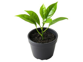 Vibrant green plant in a simple black pot, ideal for home decor and indoor gardening enthusiasts