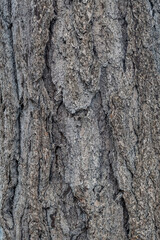 Pseudotsuga macrocarpa, bigcone spruce or bigcone Douglas-fir, San Gabriel Mountains, Los Angeles County, California. Angeles National Forest / San Gabriel Mountains National Monument. Mount Wilson. 