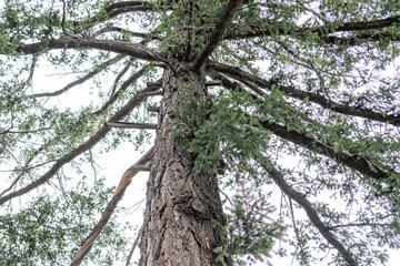 Pseudotsuga macrocarpa, bigcone spruce or bigcone Douglas-fir, San Gabriel Mountains, Los Angeles County, California. Angeles National Forest / San Gabriel Mountains National Monument. Mount Wilson. 