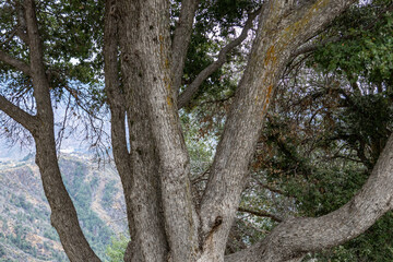 San Gabriel Mountains, Los Angeles County, California. Angeles National Forest / San Gabriel Mountains National Monument. Mount WilsonMoun. Quercus chrysolepis, canyon live oak, canyon oak,