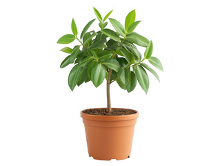 Obraz premium Vibrant green potted plant, ideal for home decor and natural ambiance small