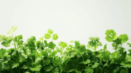 Obraz premium vegetables contain important vitamins, minerals and plant chemicals A vegetable is the edible portion of a plant