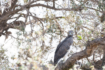 eagle on the tree in the Masai Mara