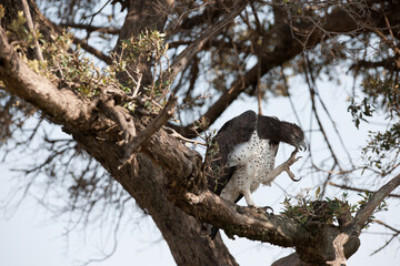 eagle on the tree in the Masai Mara