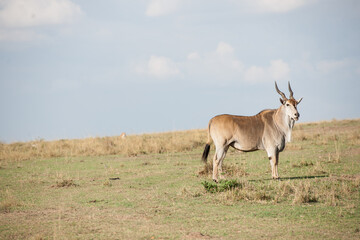 Elenantelope in the savannah of Africa