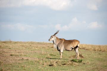 Elenantelope in the savannah of Africa