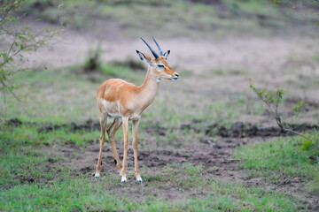 Antelope