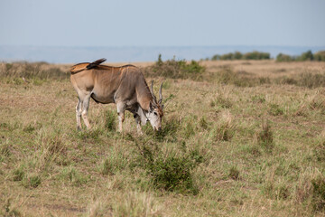Elenantelope in the savannah of Africa
