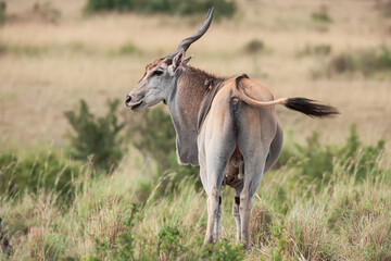 Elenantelope in the savannah of Africa