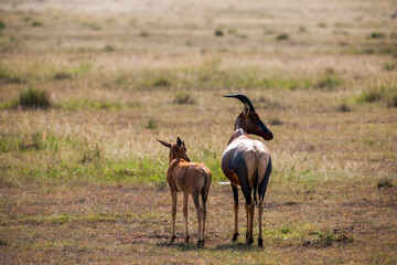 Antelope in the Masai Mara