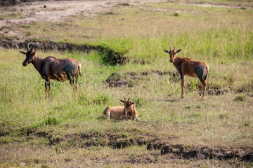 Antelope in the Masai Mara