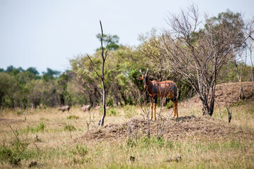 Antelope in the Masai Mara
