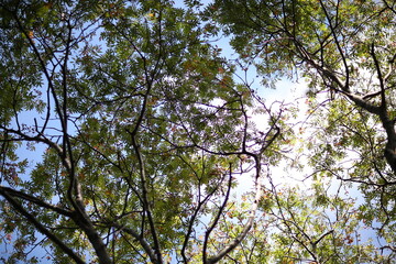 맑은 하늘 아래 나무의 잎들이 햇빛에 반사되어 생명력을 뽐냅니다. 위를 향해 올려다본 시선은 가지 사이로 투과되는 빛과 하늘을 조화롭게 담아내어 평온한 자연의 아름다움을 전합니다.
