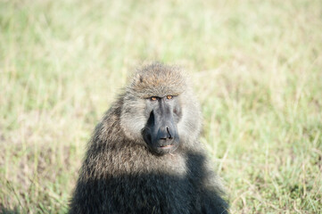 baboon in serengeti national park serengeti