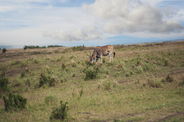 Elenantelope in the savannah of Africa