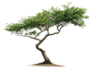 Exquisite bonsai tree, a miniature marvel of nature's artistry and green serenity
