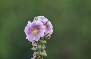 pink and white flower
