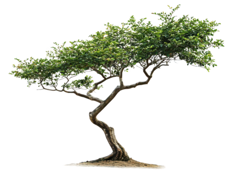 Exquisite bonsai tree, a miniature marvel of nature's artistry and green serenity