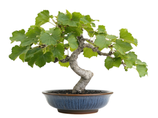 Vibrant bonsai tree in a blue pot, sweet and decorative home accent