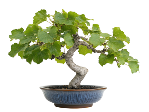 Vibrant bonsai tree in a blue pot, sweet and decorative home accent