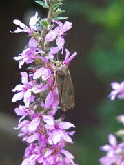 pink derbennik (Lythrum salicaria) blooms in summer