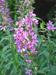 pink derbennik (Lythrum salicaria) blooms in summer