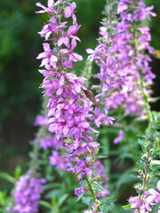 pink derbennik (Lythrum salicaria) blooms in summer