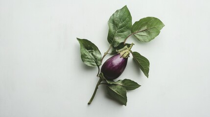 A freshly picked eggplant with a few attached leaves, emphasizing natural freshness, on a white background