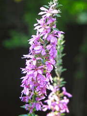 pink derbennik (Lythrum salicaria) blooms in summer