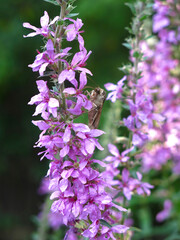 pink derbennik (Lythrum salicaria) blooms in summer