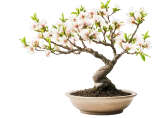  Serene bonsai tree in pot, miniature nature's art for home decor and zen gardens © admin_design