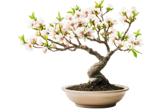 Serene bonsai tree in pot, miniature nature's art for home decor and zen gardens