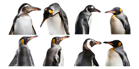 Close-Up Studies of Various Penguin Species, PNG collection, set bundle, isolate on transparent or white background