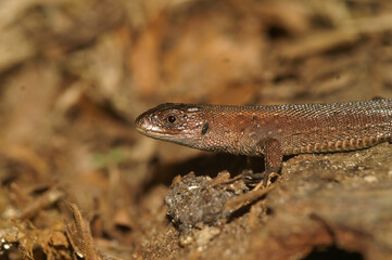 Closeup on a juvenile European Common viviparous lizard, Zootoca vivipara