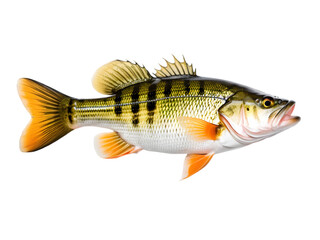 Fototapeta premium Perch Fish on white background 5