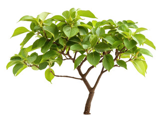 Obraz premium Vibrant small tree with lush green leaves, a symbol of growth and nature's beauty