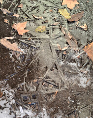 fallen sycamore leaves in frozen water