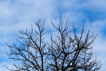 Bare tree against the sky